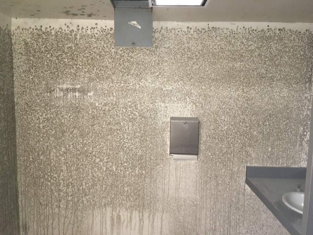mold removal on wood in sacramento