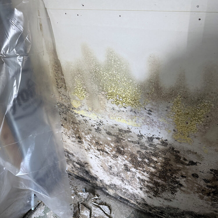 Extensive visible microbial growth and discoloration across a damaged interior wall.