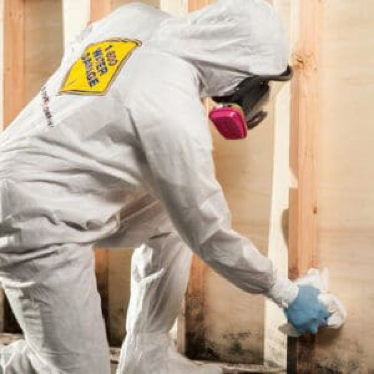 Mold Removal Professional in Plainfield, IN