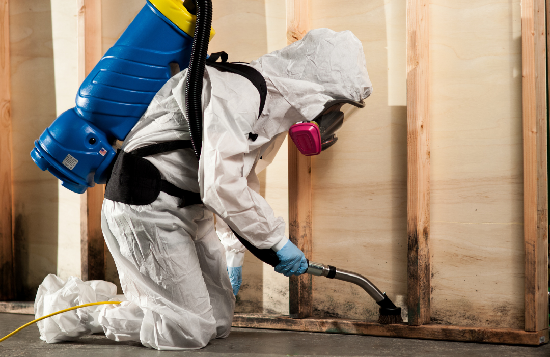 Mold Damage Restoration for Homeowners