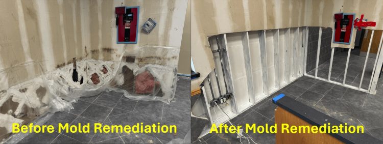 mold damage and remediation