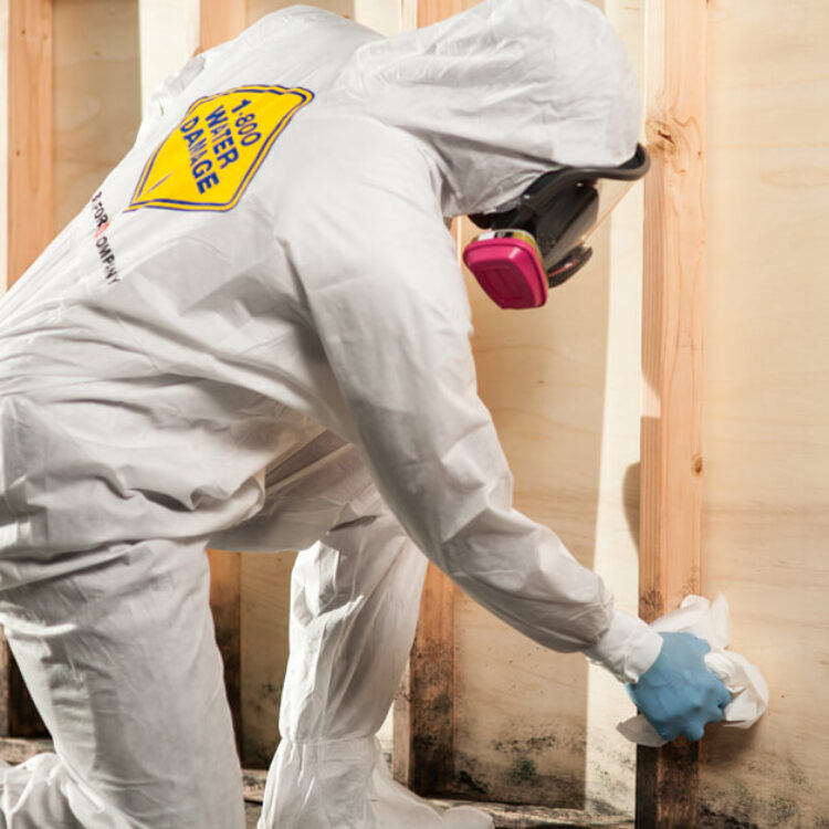 Mold Removal in Dallas, TX