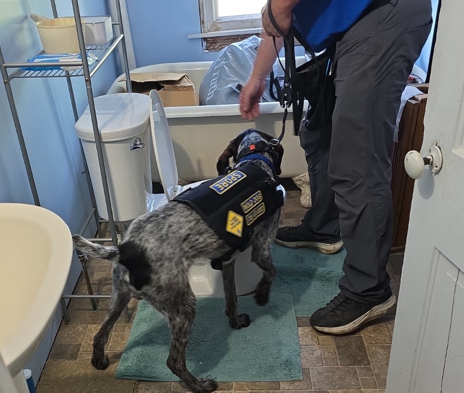 Spore holding an alert at a specific location during a canine mold screening