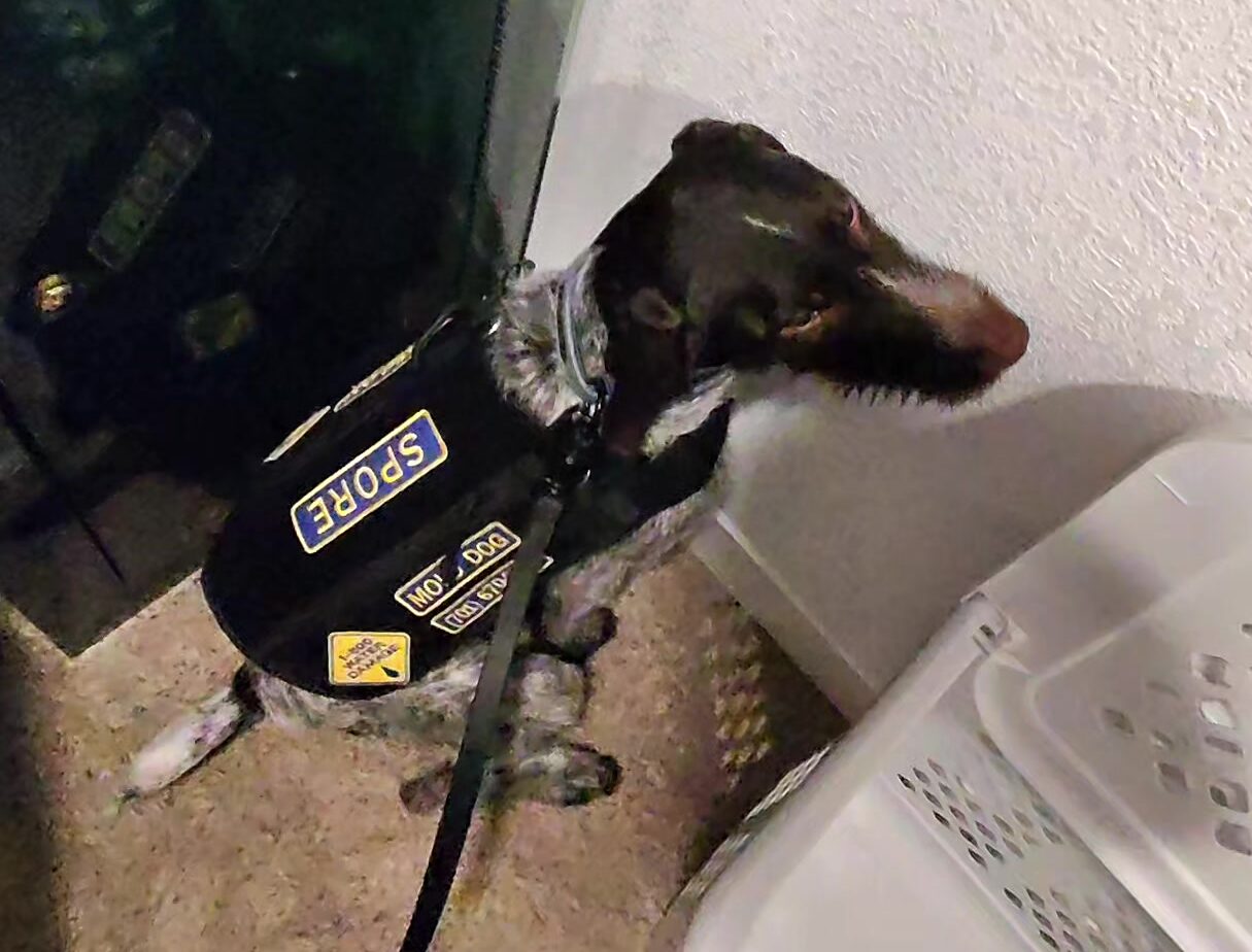 Spore, a trained mold detection dog, searching a bathroom alongside his handler during a canine mold screening in North Dakota