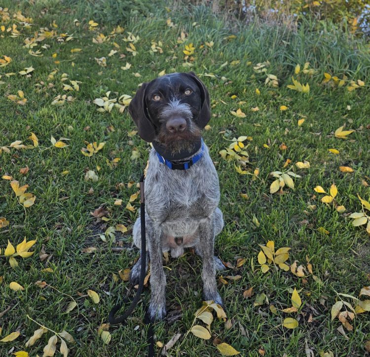 mold detection dog