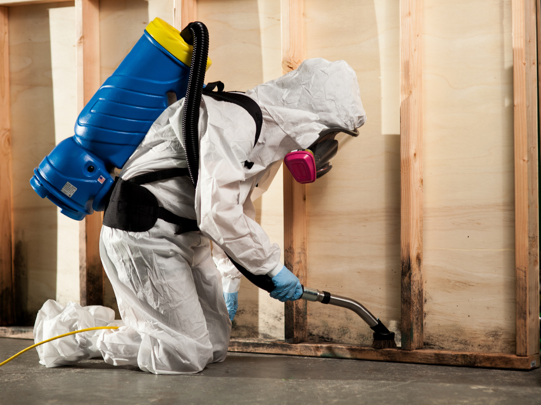 Mold Damage Restoration for Homeowners