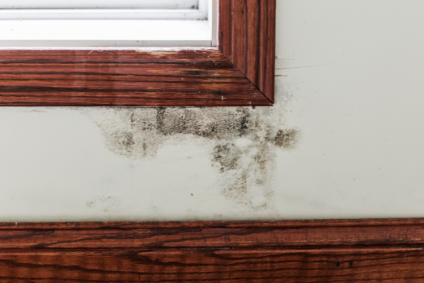 Mold & Water Damage Cleanup for Rogers and Bentonville Homes