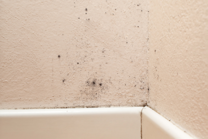 The Different Types of Mold Found in Homes (And What The Color Can Tell You)