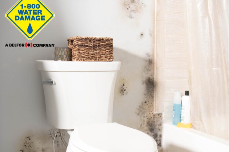 mold remediation in bathroom