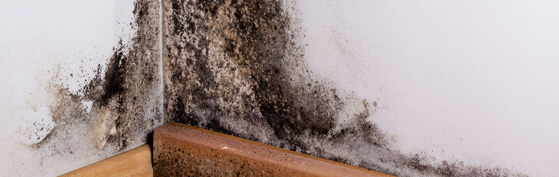 From Damp to Dangerous: How Fast Black Mold Grows And What You Need to Do Before It’s Too Late