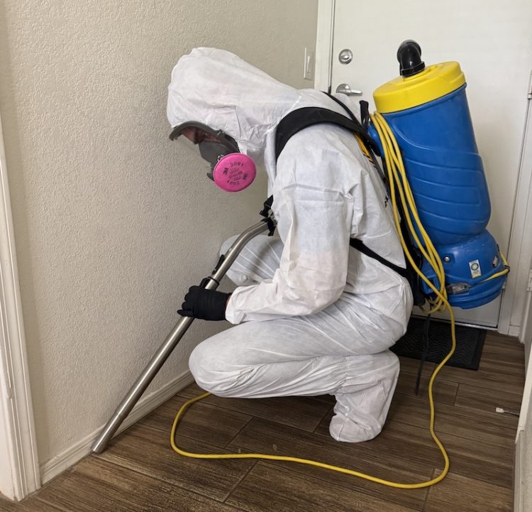 mold removal in home