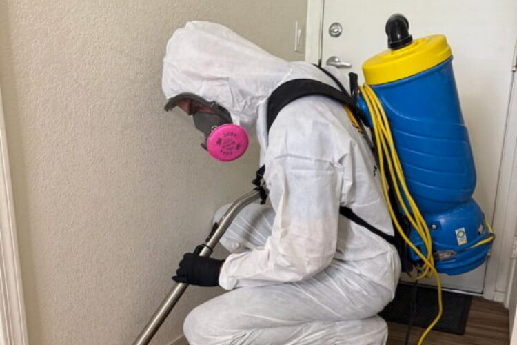 mold removal in home in tempe