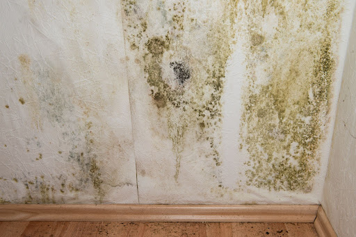 How To Help Prevent Mold in a Basement: 5 Essential Steps
