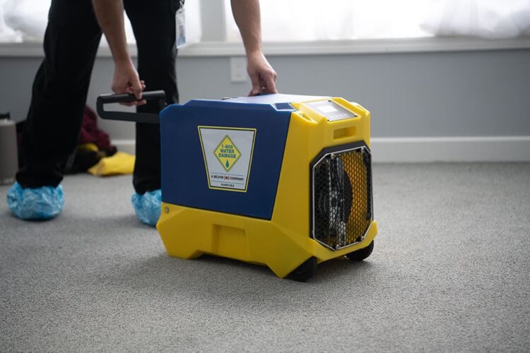 Mold Remediation Services: A Trusted Partner for Pros