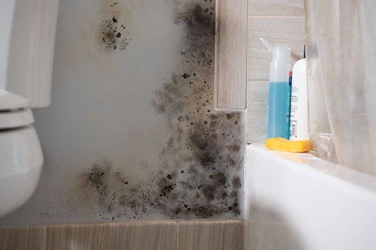 Why Professional Mold Removal Is A Better Choice Than DIY