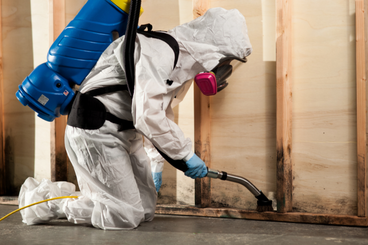 Mold Damage Restoration for Homeowners