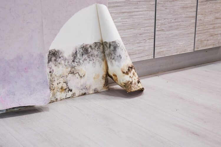 Legal Liabilities: What Businesses Risk When Ignoring Water Damage