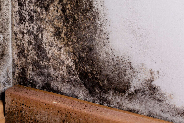 From Damp to Dangerous: How Fast Black Mold Grows And What You Need to Do Before It’s Too Late